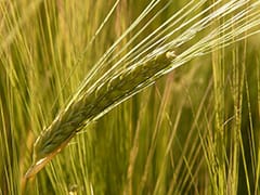 barley-field